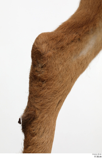 European roe deer leg 0077.jpg